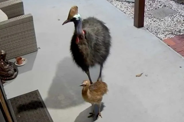 Queensland Government Department of the Environment, Tourism, Science, and Innovation A male cassowary and cassowary chick who followed a mom and child on May 9 in Australia