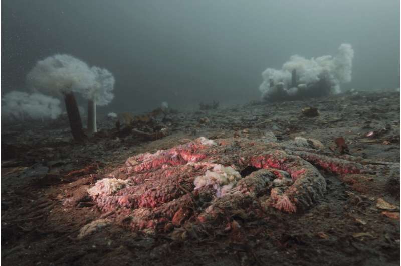 Scientists say they have solved the mystery of what killed more than 5 billion sea stars