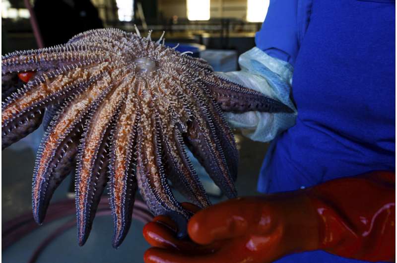 Scientists say they have solved the mystery of what killed more than 5 billion sea stars