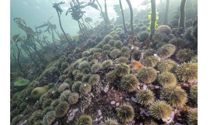 Scientists say they have solved the mystery of what killed more than 5 billion sea stars