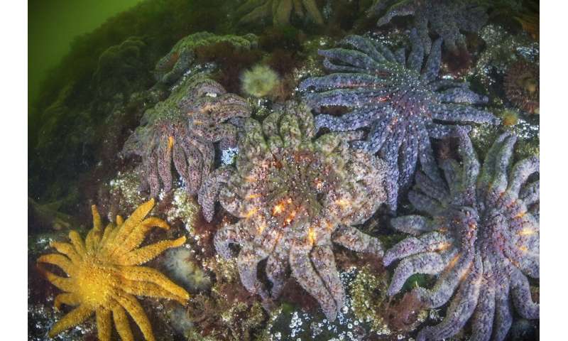 Scientists say they have solved the mystery of what killed more than 5 billion sea stars