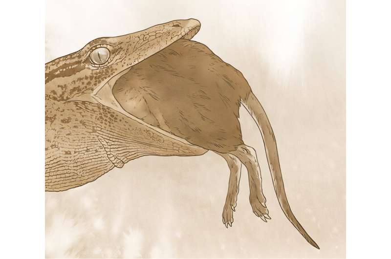 A reconstruction of Breugnathair elgolensis eating a mammal. Credit: Mick Ellison/AMNH New discovery of Jurassic reptile blurs the line between snake and lizard
