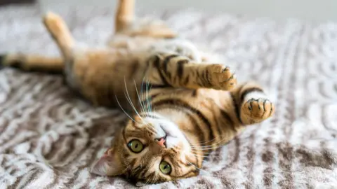 Getty A young cat with a tabby coat lies on its back on a rug looking up with big green eyes