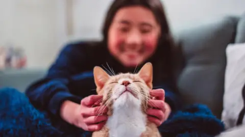 Getty Images A ginger cat with a white nose and throat closes its eyes as it is petted by an owner on a pale grey sofa